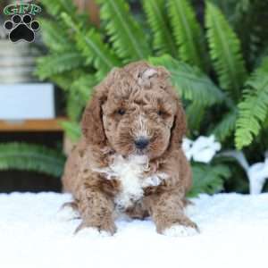 Dusty, Mini Goldendoodle Puppy